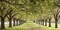 Rows of trees bordering greensward Poster Print by Ocean IMAGES - Item # VARPDX2AP993